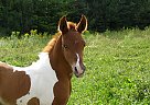 Pinto / Arabian Colt NP On Your Marc