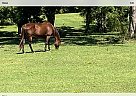 Ms Moxie - Mare in Grayson, LA Ms Moxie - Mare in Grayson, LA