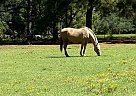 Goldie - Mare in Grayson, LA Goldie - Mare in Grayson, LA