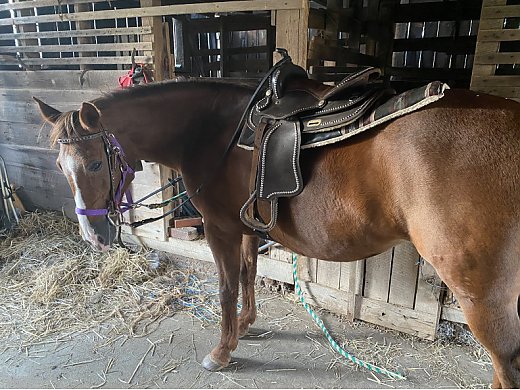 18 Year old Mare