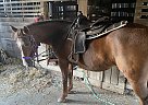 Other - Horse for Sale in Mohawk, TN 37810