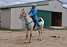 Appaloosa Gelding Appaloosa Gelding