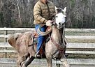 Calgaary- Straight Egyptian Arabian Gelding