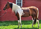 Paint - Horse for Sale in Lapeer, MI 48446 Paint - Horse for Sale in Lapeer, MI 48446