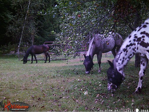 Appy Mare For Sale