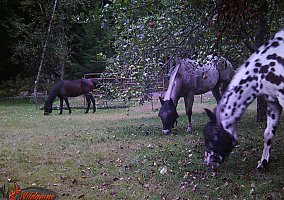Appaloosa (Appaloosa, Mare) in Bradford, NH