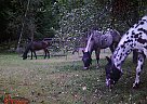 Appaloosa - Horse for Sale in Bradford, NH 03221 Appaloosa - Horse for Sale in Bradford, NH 03221