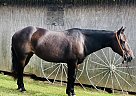 Quarter Horse - Horse for Sale in Brooksville, KY 41004