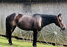 Quarter Horse - Horse for Sale in Brooksville, KY 41004 Quarter Horse - Horse for Sale in Brooksville, KY 41004