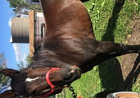 Quarter Horse (Quarter Horse, Mare) in Ellendale, MN