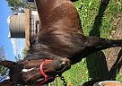Quarter Horse - Horse for Sale in Ellendale, MN 56026
