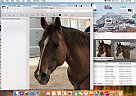 Feel the Impulse - Mare in Lakewood, CO Feel the Impulse - Mare in Lakewood, CO