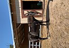 Quarter Horse - Horse for Sale in Rolla, MO 65401 Quarter Horse - Horse for Sale in Rolla, MO 65401
