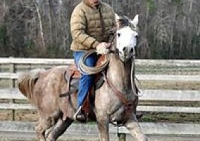 Calgaary- Straight Egyptian Arabian Gelding