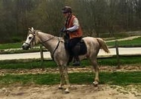 Arabian (Arabian, Gelding) in Kennett Square, PA
