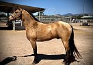 Brio - Gelding in Santa Ynez, CA Brio - Gelding in Santa Ynez, CA