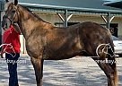 Inglewood - Gelding in Franklin, KY Inglewood - Gelding in Franklin, KY