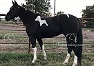 Sweet Pea - Mare in Gainesville, MO Sweet Pea - Mare in Gainesville, MO