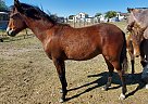Paso Fino - Horse for Sale in West Haven, UT 84401