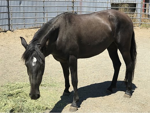 Horse for Sale Or Trade
