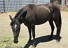 Mustang - Horse for Sale in Eureka, CA 95503