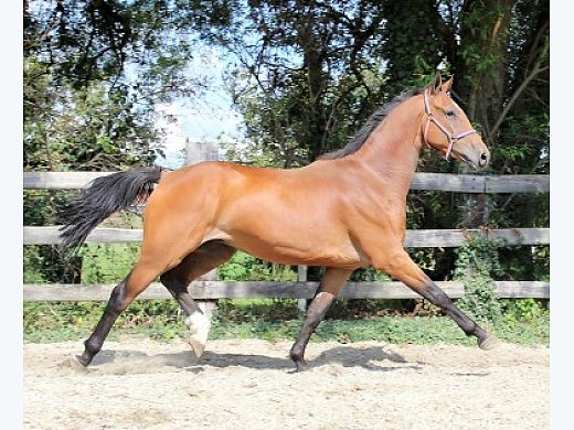 KWPN Gelding 3 Years : Zaptero vdl X Nabab de Reve