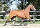 Dutch Warmblood - Horse for Sale in Brussels,  1000