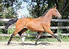 Dutch Warmblood - Horse for Sale in Brussels, 1000 Dutch Warmblood - Horse for Sale in Brussels, 1000