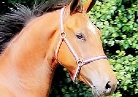 Warmblood (Warmblood, Gelding)