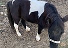 Sweet Pea - Mare in Danville, KY Sweet Pea - Mare in Danville, KY