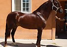 Andalusian - Horse for Sale in Sylmar, CA 91342