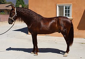 Andalusian / PRE