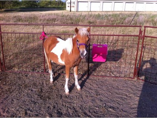 Paint Pony