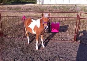 Paint Pony Miniature Gelding