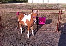 Miniature - Horse for Sale in Mart, TX 76664