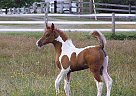 Pinto / Arabian Colt NP On Your Marc