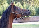 Paragon VM - Stallion in Laurentian Hills, ON Paragon VM - Stallion in Laurentian Hills, ON
