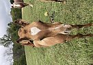 Quarter Horse - Horse for Sale in Amherst, VA 24521 Quarter Horse - Horse for Sale in Amherst, VA 24521