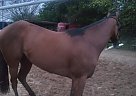 Pick on me - Gelding in Fort Worth, TX