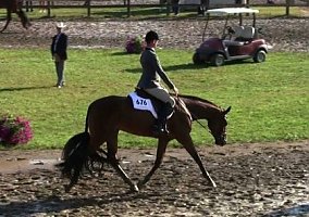 Read Al About Me (Mimi) Quarter Horse Mare