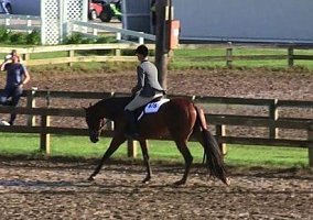 Quarter Horse (Quarter Horse, Mare) in Canton, OH