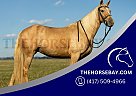 Missouri Fox Trotter - Horse for Sale in Marshfield, MO 65706 Missouri Fox Trotter - Horse for Sale in Marshfield, MO 65706