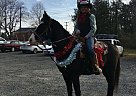 Maverick - Gelding in Bumpass, VA Maverick - Gelding in Bumpass, VA