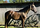 Rocky Mountain - Horse for Sale in Brooksville, KY 41004 Rocky Mountain - Horse for Sale in Brooksville, KY 41004