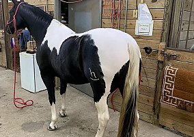 Quarter Horse (Quarter Horse, Gelding) in Gainesville, FL