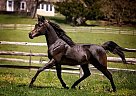 Arabian - Horse for Sale in Kennett Square, PA 19348 Arabian - Horse for Sale in Kennett Square, PA 19348
