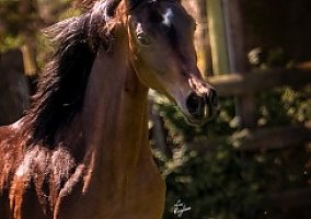 Straight Egyptian Thee Emperor Arabian Gelding