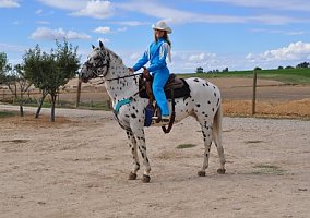 Stunning Leopard Gelding Appaloosa Gelding