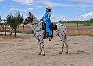 - Gelding in Emmett, ID - Gelding in Emmett, ID