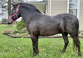 Pony (Welsh, POA, Shetland, Connemara) (Pony (Welsh, POA, Shetland, Connemara), Gelding) in Lancaster, PA